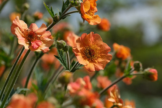 Perché Lubrusa sceglie fiori, piante e frutti ad alto potere energetico nei suoi preparati